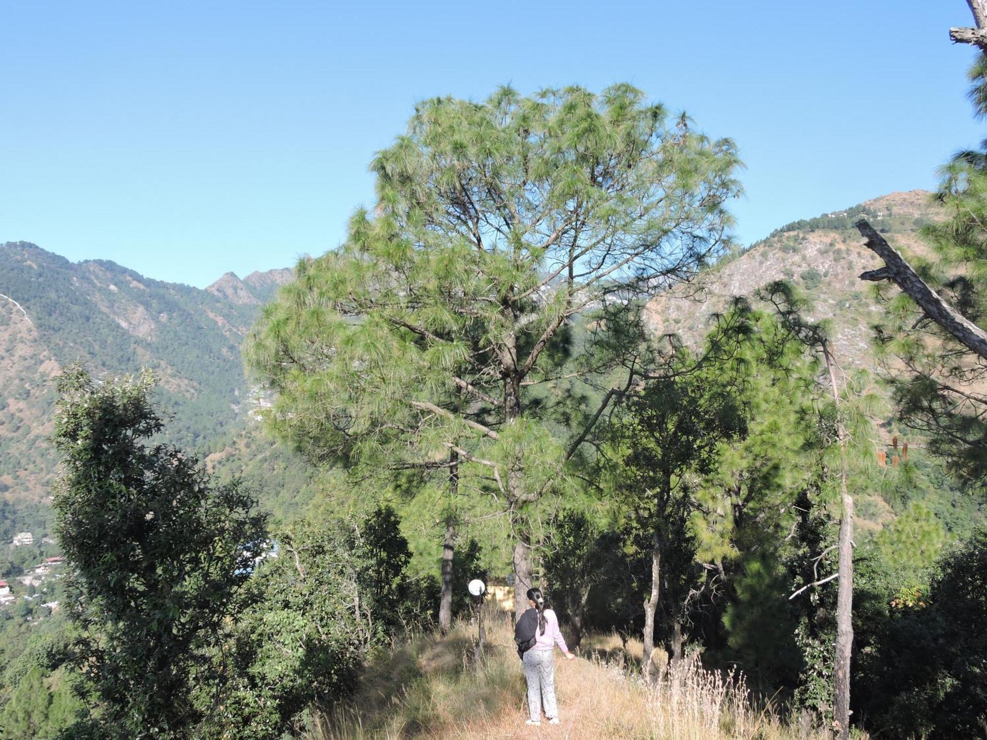 The Manora Woods - Private Hill Top, Gethiya, Nainital Exterior foto